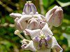 �N���E���E�t�����[(Crown flower)