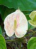 �A���X���E��(Anthurium)