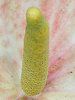 �A���X���E��(Anthurium)