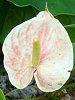 �A���X���E��(Anthurium)
