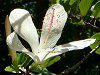 �q�r�X�N�X�E�A�[�m�b�e�B�A�k�X(Hibiscus arnottianus)