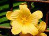 �C���}(Ilima)
