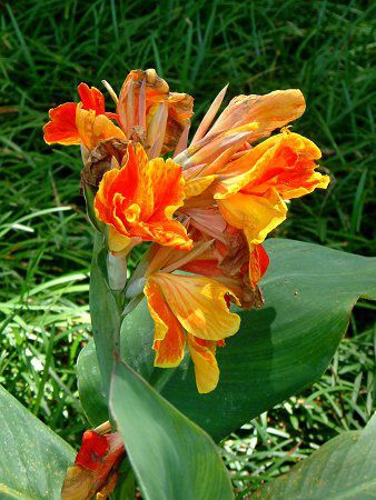 �J���i(Canna)