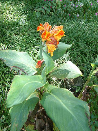 �J���i(Canna)