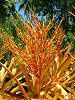 �G�N���A(Aechmea Anchetiana) 