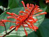 �I�h���g�l�}(Odontonema coccineum)
