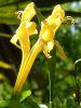 �C�G���[�E�P�[�v�E�n�j�[�T�b�N��(Yellow cape honeysuckle)