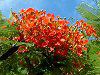 �z�E�I�E�{�N(�P���؁ARoyal poinciana)