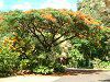 �z�E�I�E�{�N(�P���؁ARoyal poinciana)
