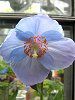 ���R�m�v�V�X�E�x�g�j�L�t�H���A(M.betonicifolia)