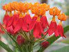�A�X�N���s�A�X�iAsclepias�j