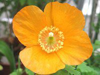 ���R�m�v�V�X�E�J���u���J(Meconopsis cambrica)