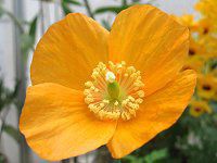 ���R�m�v�V�X�E�J���u���J(Meconopsis cambrica)