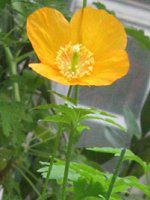 ���R�m�v�V�X�E�J���u���J(Meconopsis cambrica)