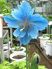 ���R�m�v�V�X�E�O�����f�B�X(M.grandis)