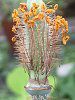���R�m�v�V�X�E�O�����f�B�X(M.grandis)