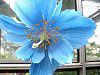 ���R�m�v�V�X�E�O�����f�B�X