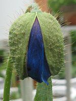 ���R�m�v�V�X�E�O�����f�B�X(Meconopsis grandis Prain)