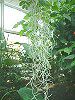 �G�A�[�v�����c�iAir plants�j