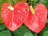 �A���X���E��(Anthurium)