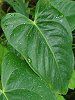 �A���X���E��(Anthurium)