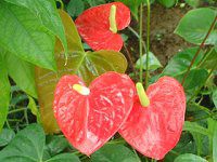 �A���X���E��(Anthurium)
