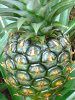 �p�C�i�b�v���iPineapple�j