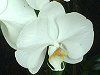 �R�`���E����(�Ӓ���)