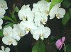 �R�`���E����(�Ӓ���)
