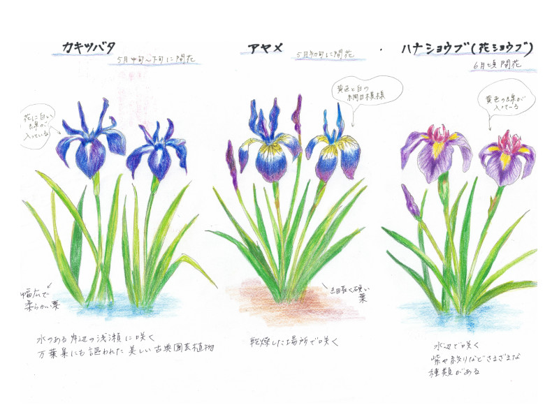 カキツバタ、アヤメ、ハナショウブの違い