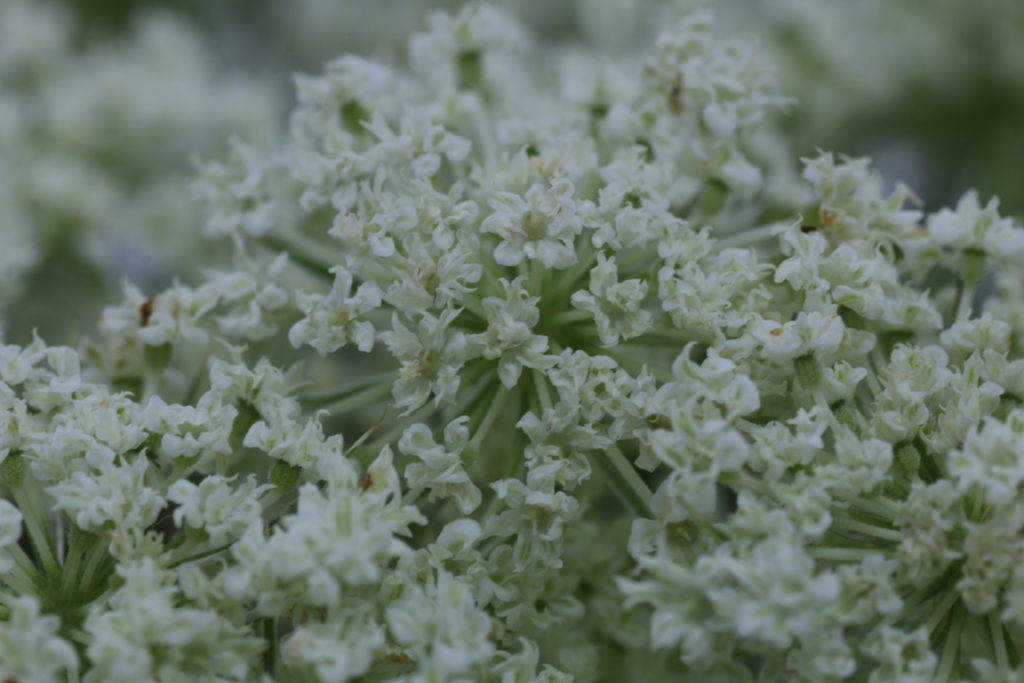 最近、かぎけんで流行りの花