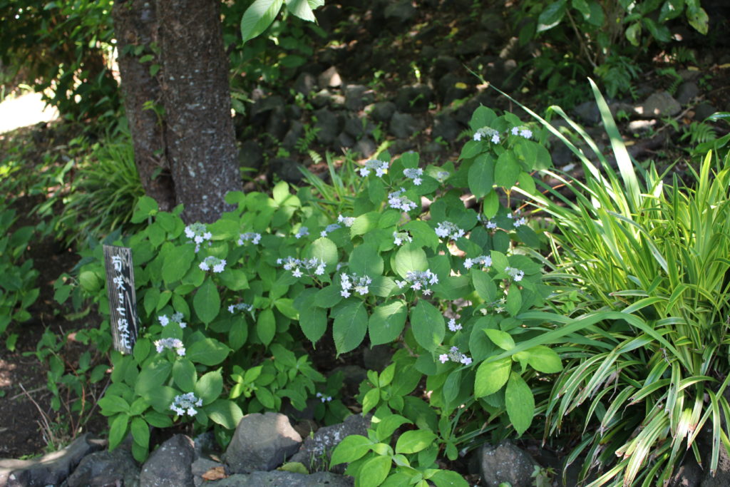 ガクアジサイ「菊咲き七段花」