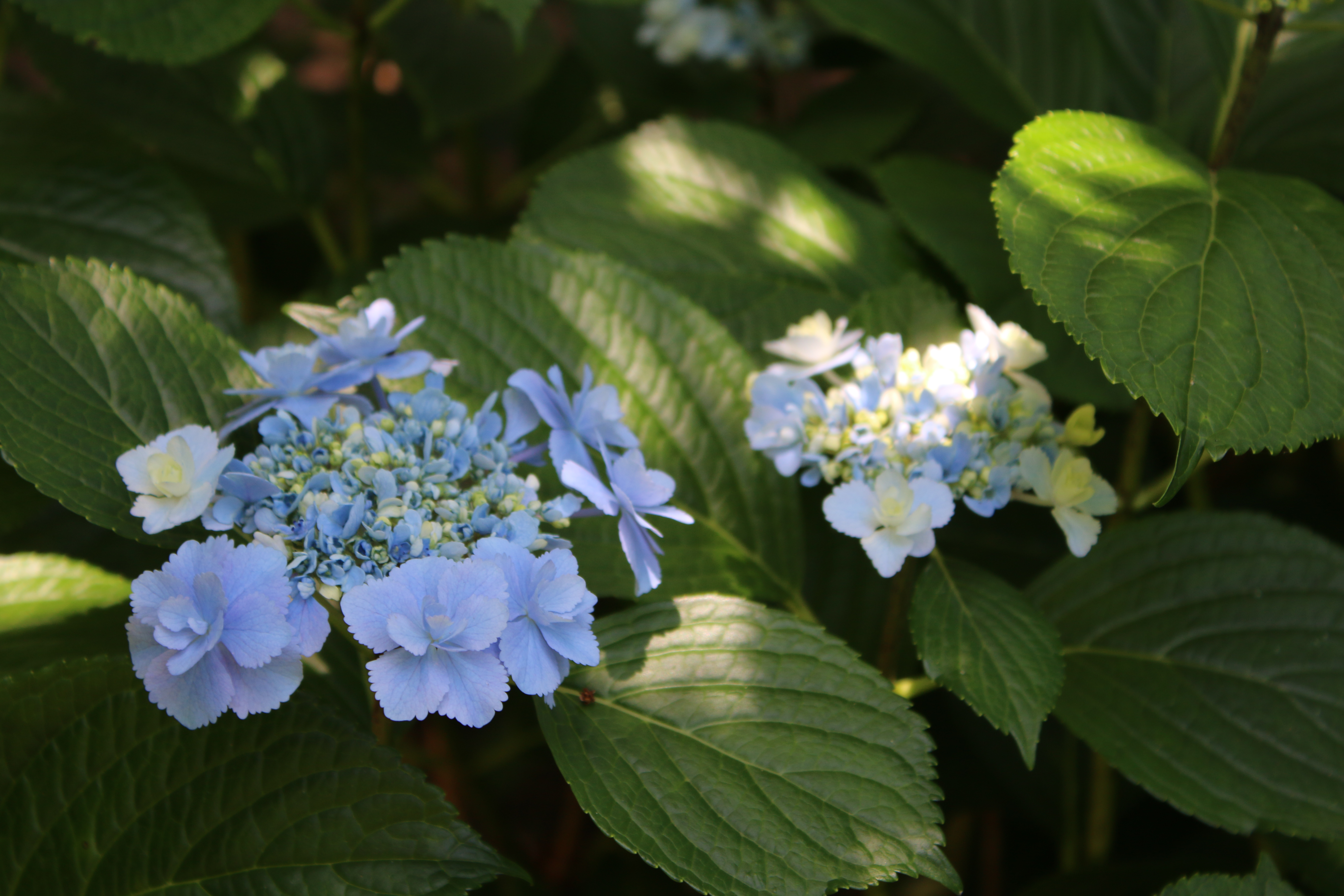 ガクアジサイ おはよう 科学技術部長は休憩中