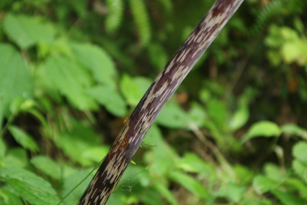 マムシグサの茎の写真