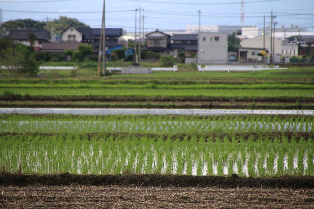 本庄市の二毛作の表作水田