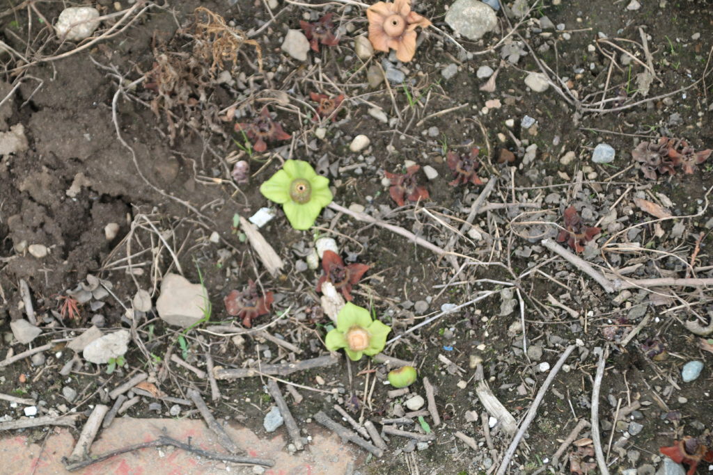 落ちた柿の花の写真