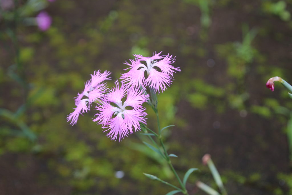 カワラナデシコの花の写真
