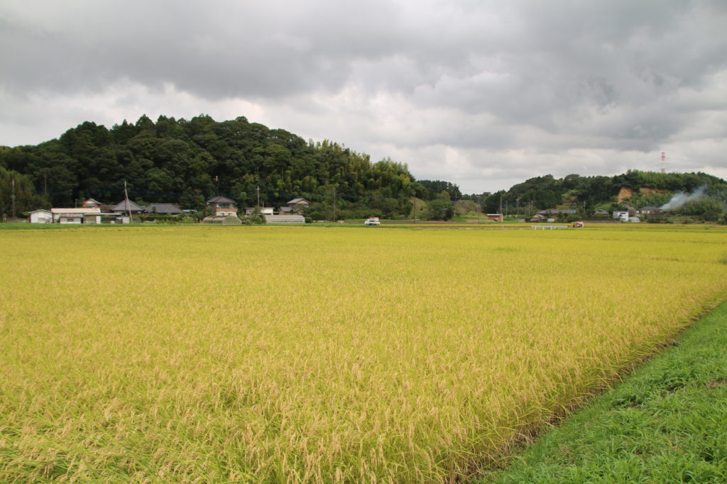 香取市の収穫直前の田んぼ