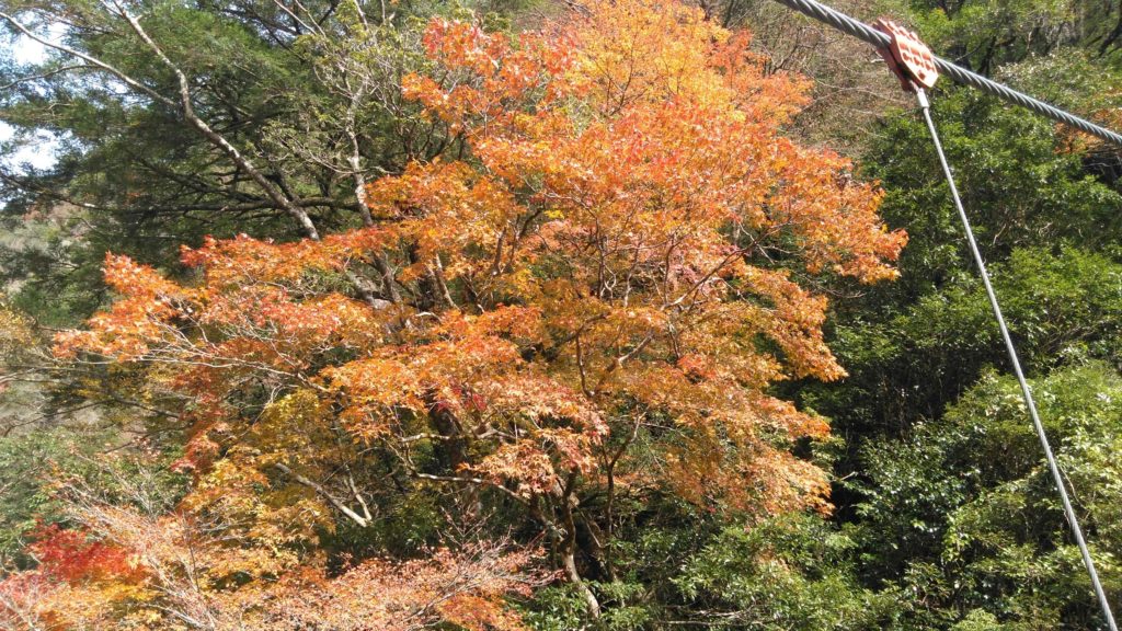 高知県安居渓谷の紅葉（2021年11月）