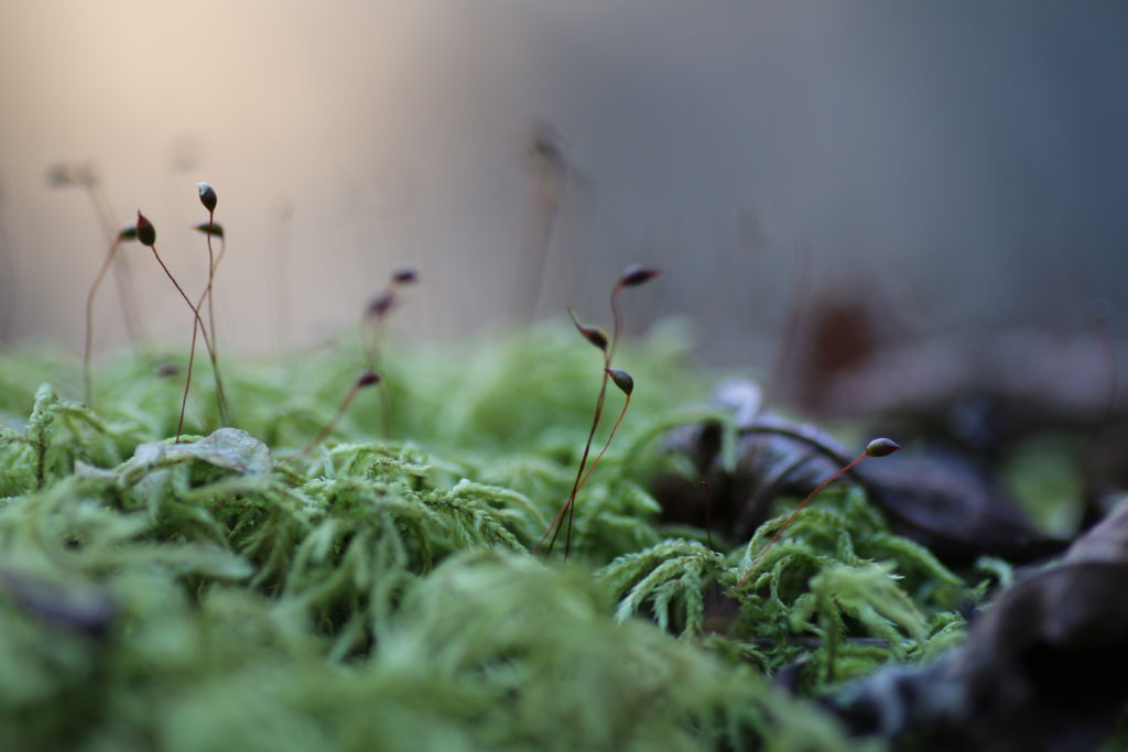 苔の胞子体