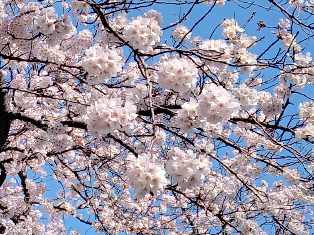 サクラ、奥に青空