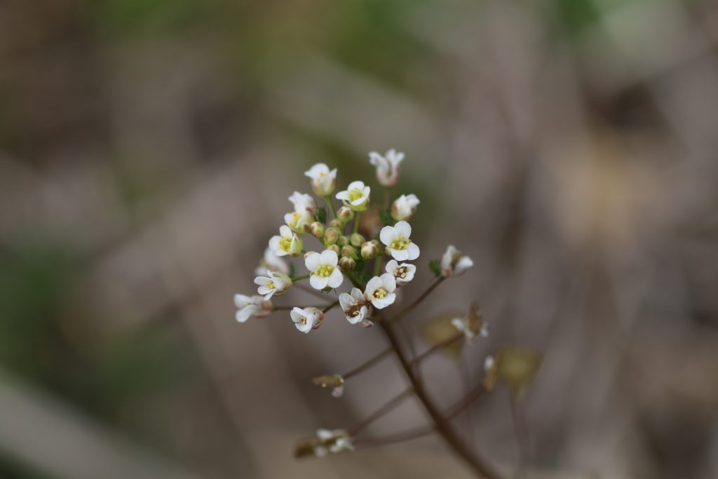 ナズナの花