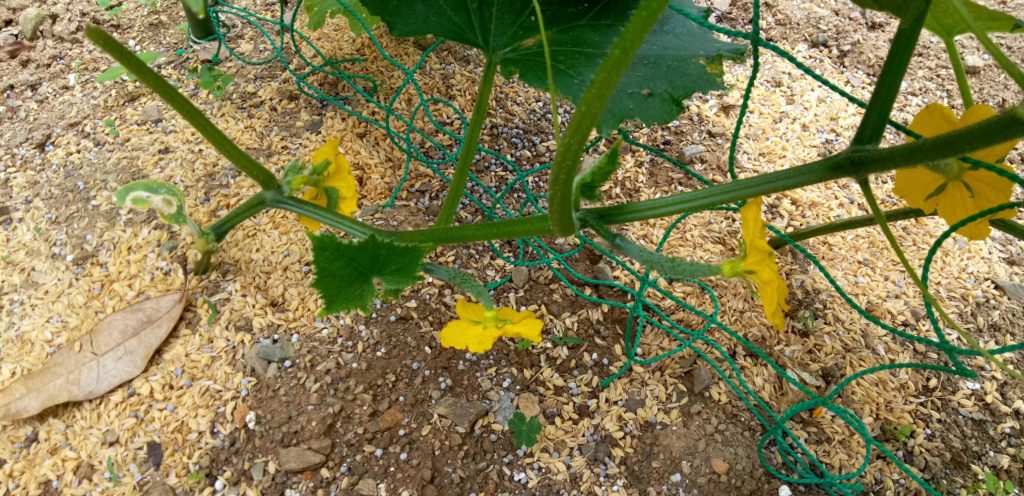 キュウリの花と若い実