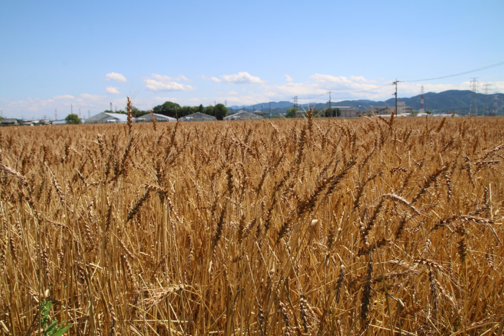 埼玉県の二毛作小麦