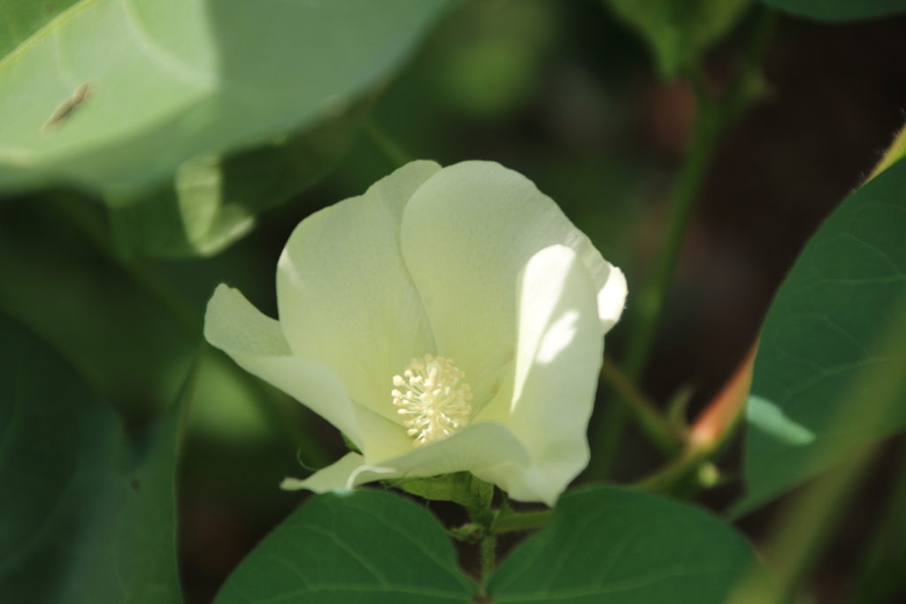白い綿の花（2022年8月）
