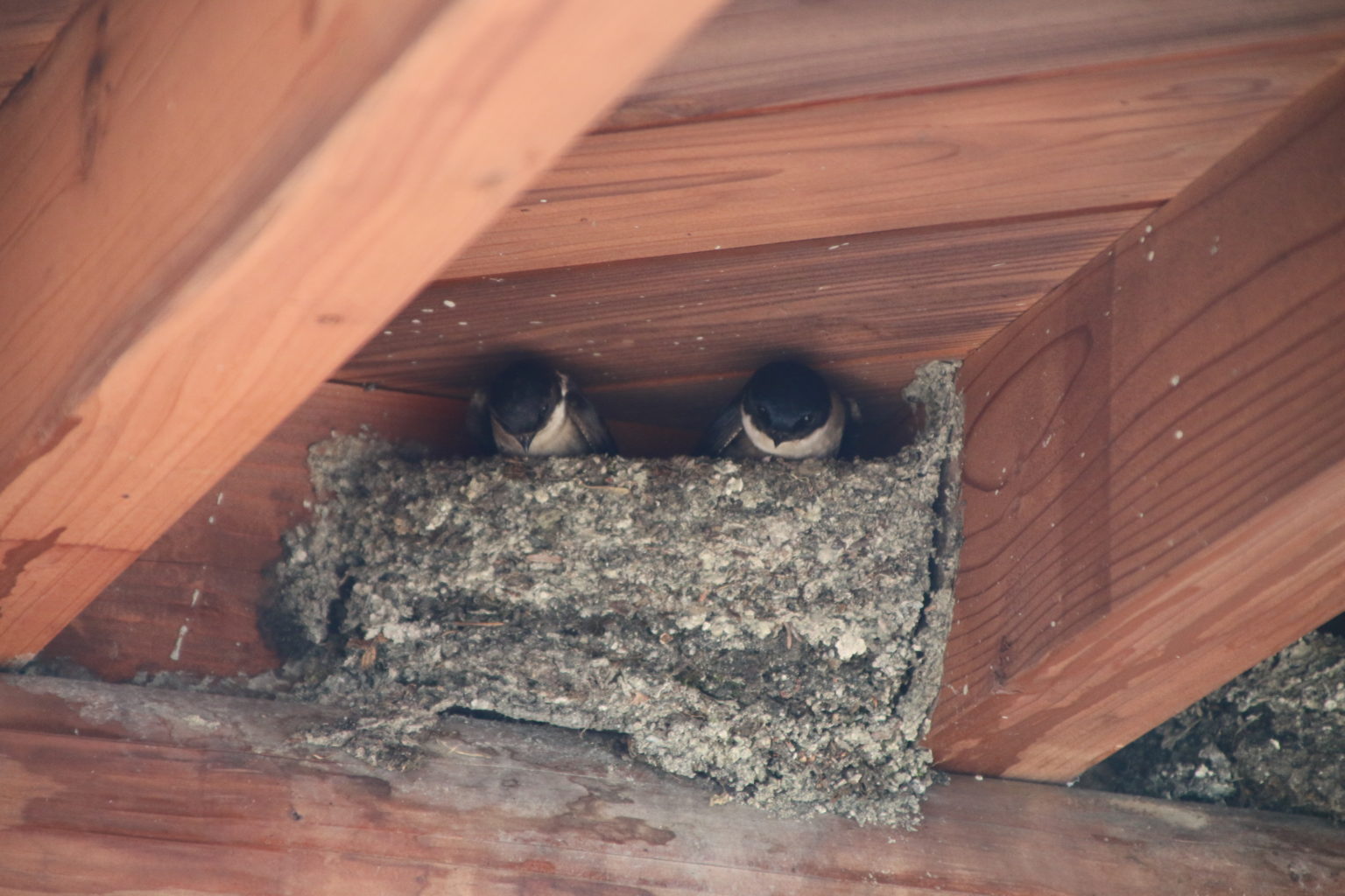 �C���c�o���̓���