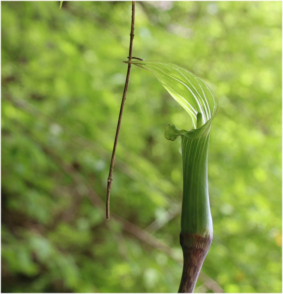 マムシグサの花