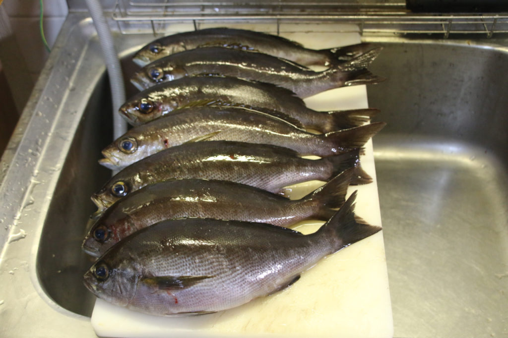 イサキの釣果(2025年12月)