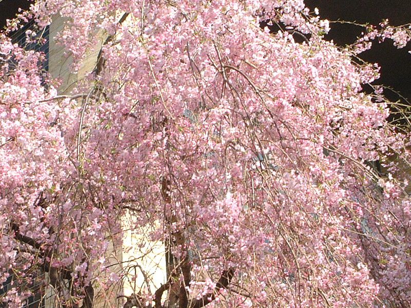 シダレザクラ(枝垂桜)【かぎけんWEB】