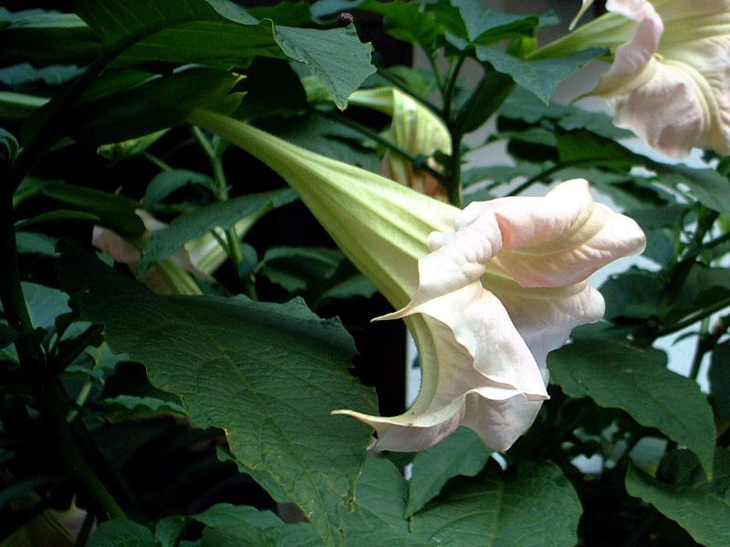 キダチチョウセンアサガオ 木立朝鮮朝顔 エンジェルス トランペット ツリー Angel S Trumpet Tree かぎけんweb